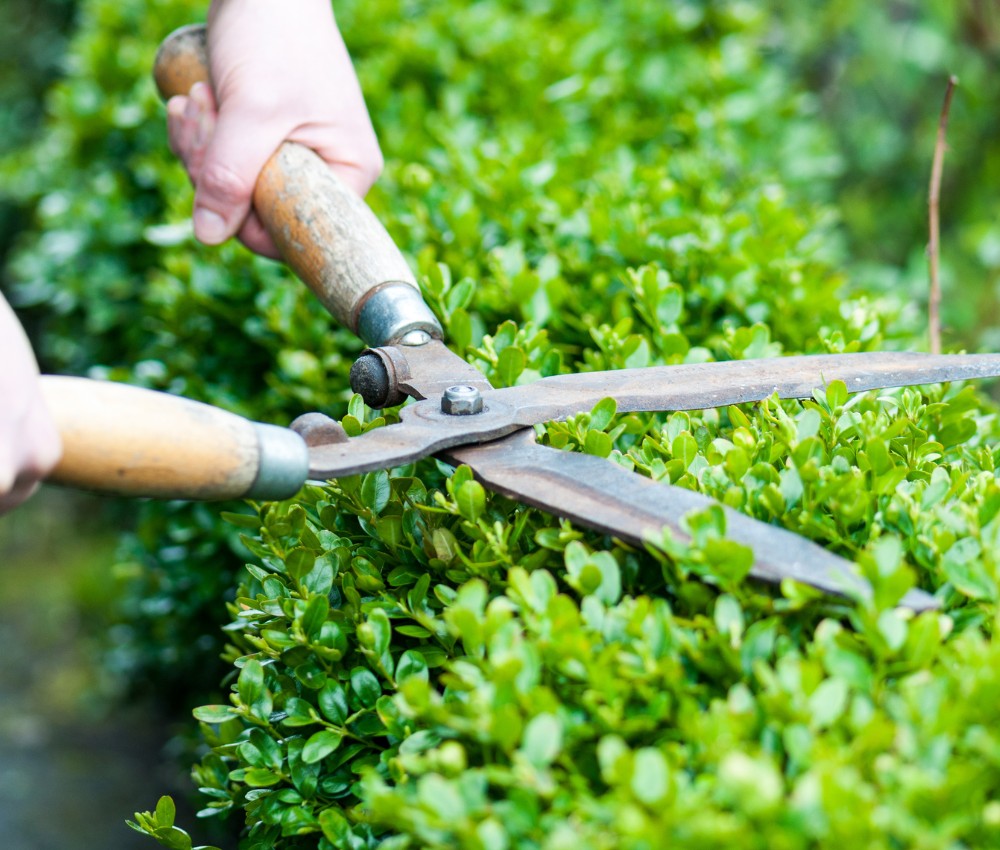 Best Hedge Trimming Service