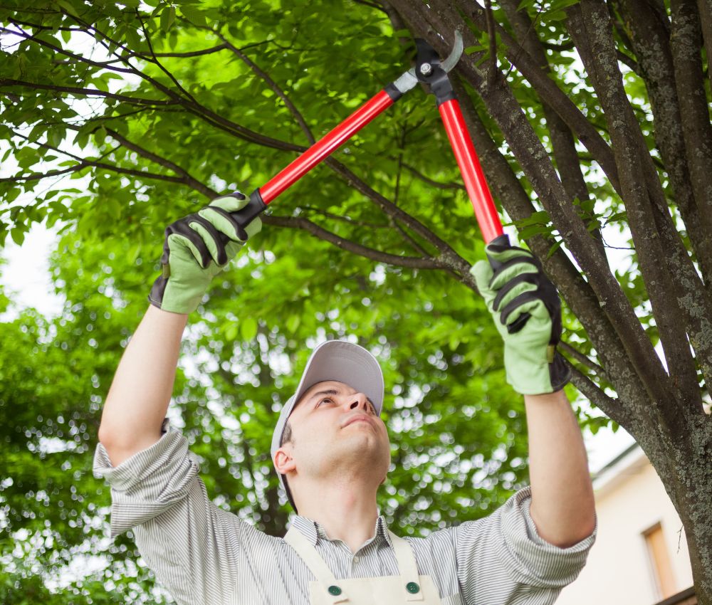 Tree trimming Service near me